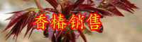 云南楝科香椿樹長什么樣子？
