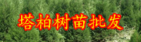 小喬木塔柏樹苗價(jià)格多少錢一株？