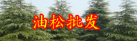 云南常綠喬木油松和馬尾松有什么區(qū)別？