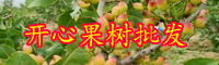 云南“小喬木”開心果樹苗價格多少錢一棵？