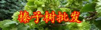 云南榛子苗多少錢一株？畝產(chǎn)效益怎么樣?