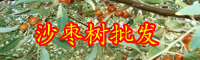 云南生命力頑強(qiáng)的沙棗樹長什么樣子？