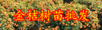 云南常綠灌木金桔樹苗價格多少錢一棵？