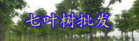 云南七葉樹價(jià)格多少錢一棵？