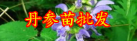 云南多年生草本植物丹參種苗多少錢一棵？