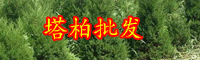 云南小喬木塔柏樹苗價格大概多少錢一棵？