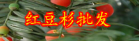 云南常綠喬木紅豆杉的養(yǎng)殖方法和注意事項(xiàng)有哪些？