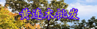 云南落葉喬木黃連木木材貴嗎？