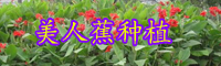 云南美人蕉價(jià)格多少錢一棵？