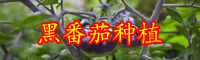 云南茄科黑番茄種苗多少錢一棵？