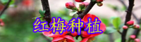 云南落葉小喬木紅梅樹小苗價格大概多少錢一棵？