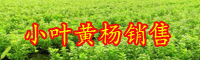 云南灌木小葉黃楊小苗價(jià)格多少錢一棵？