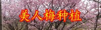 云南落葉小喬木美人梅小苗價格多少錢一棵？