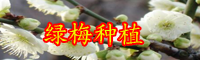 云南落葉小喬木綠梅小苗價(jià)格多少錢一棵？
