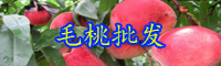 云南落葉喬木毛桃是涼性水果嗎？
