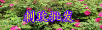 刺玫花苗價格多少錢一棵？