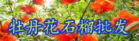 云南石榴小苗價格多少錢一棵？