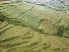 河南、安徽、山東、四川、甘肅;浙江、湖南半夏圖2