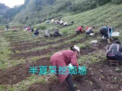 河南、安徽、山東、四川、甘肅;浙江、湖南半夏圖1