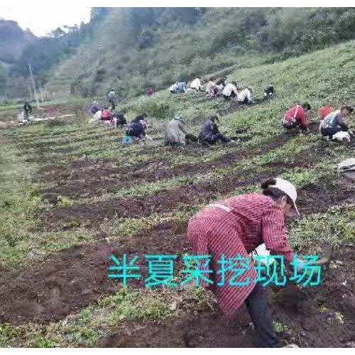 河南、安徽、山東、四川、甘肅;浙江、湖南半夏