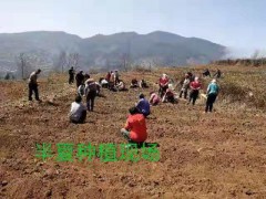河南、安徽、山東、四川、甘肅;浙江、湖南半夏圖3