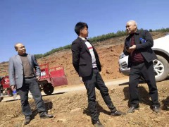 半夏種子繁殖珠芽 2021繁殖種子 半夏的繁殖方法圖1