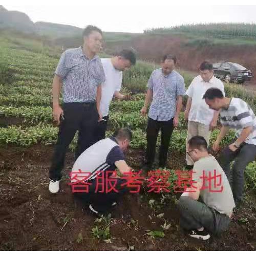 水半夏選地、整地