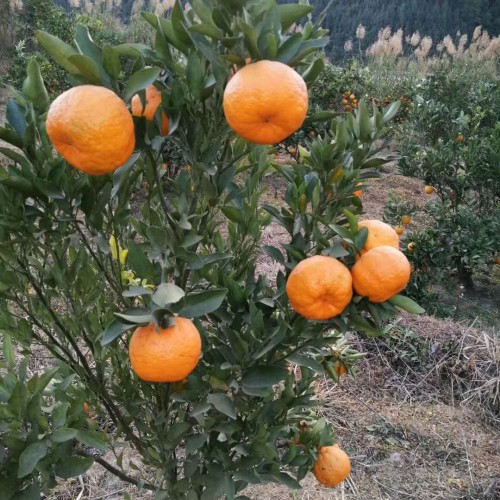 沙糖桔的栽種與管理方法技術(shù)性關(guān)鍵點(diǎn)有什么？