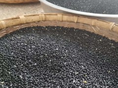 詳細說明天冬價格行情及高產(chǎn)種植技術(shù)！圖3