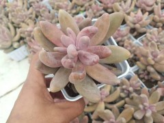 昆明多肉植物批發(fā)市場(chǎng)*昆明多肉基地批發(fā)微信顆粒比例過高的多肉圖1