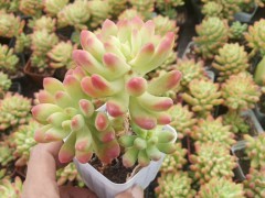 昆明多肉植物批發(fā)市場(chǎng)*昆明多肉基地批發(fā)微信顆粒比例過高的多肉圖3