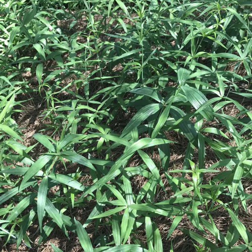 鮮黃精如今多少錢(qián)一斤？2020年種植賺錢(qián)嗎？