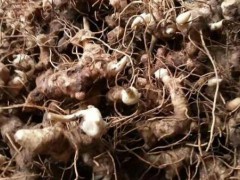 鮮黃精如今多少錢一斤？2020年種植賺錢嗎？圖3