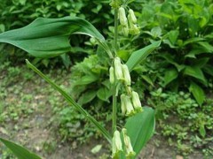 黃精種子價格行情多少錢一斤？何時栽種？附栽培技術(shù)圖1