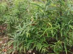 黃精的銷售市場價格多少？作用和功效忌諱有什么？圖1