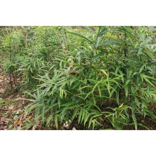 黃精的銷售市場價格多少？作用和功效忌諱有什么？