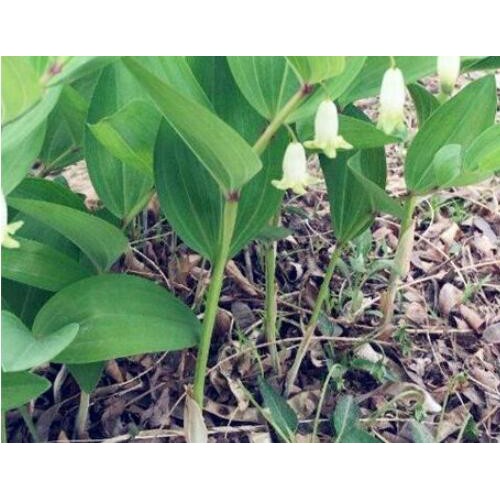 黃精栽種一畝項(xiàng)目投資是多少成本費(fèi)？種植前景怎樣？