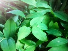 中藥材黃精種植前景怎樣？附經(jīng)濟收益參照圖1