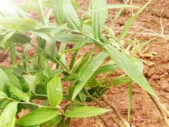 中藥材黃精種植前景怎樣？附經(jīng)濟收益參照圖2
