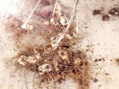 中藥材黃精種植前景怎樣？附經(jīng)濟收益參照圖3