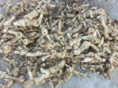 黃精是啥中藥材？2019年價(jià)錢是多少錢一斤？圖1