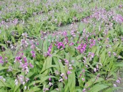 白芨(及)除草劑用什么藥_白芨(及)除草劑什么時候打好?圖1
