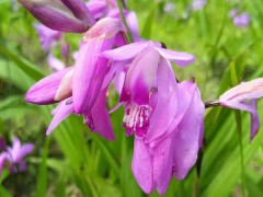 白芨(及)除草劑用什么藥_白芨(及)除草劑什么時候打好?圖2