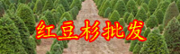 云南省紅豆杉苗木價格是要多少錢一棵？