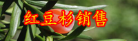 東北地區(qū)紅豆杉苗木價格是要多少錢一棵？附種植與保養(yǎng)關(guān)鍵點