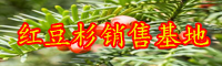 “綠色植物金子”紅豆杉如何養(yǎng)？常見問題有什么？