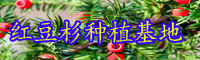目前市面上紅豆杉盆景價格要多少錢一盆？何時剪修？