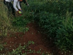 花椒全新報(bào)價(jià)多少錢一斤？種植前景如何？圖1