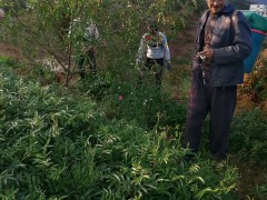 花椒全新報(bào)價(jià)多少錢一斤？種植前景如何？圖2