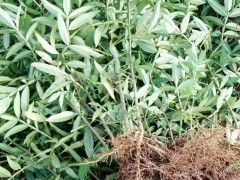 花椒全新報(bào)價(jià)多少錢一斤？種植前景如何？圖3